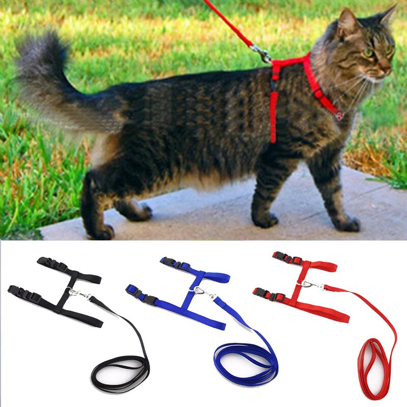 cat halter leash
